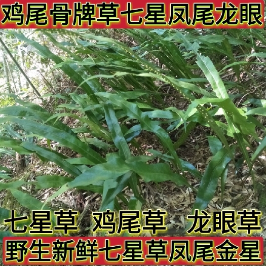 盐津县新鲜七星草凤尾金星七星剑旋鸡尾骨牌草七星凤尾龙眼草