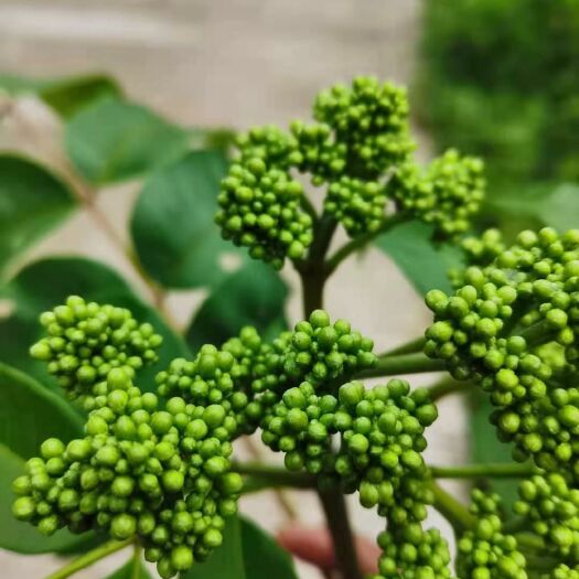 贵阳 吴茱萸