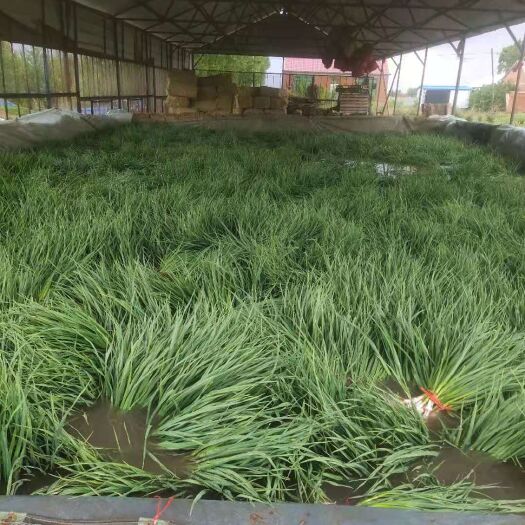公主岭市红根蒜苗45/50m产地直发货源充足