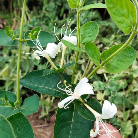 郸城县四季金银花苗  寻花卉销售或者中药材种植户