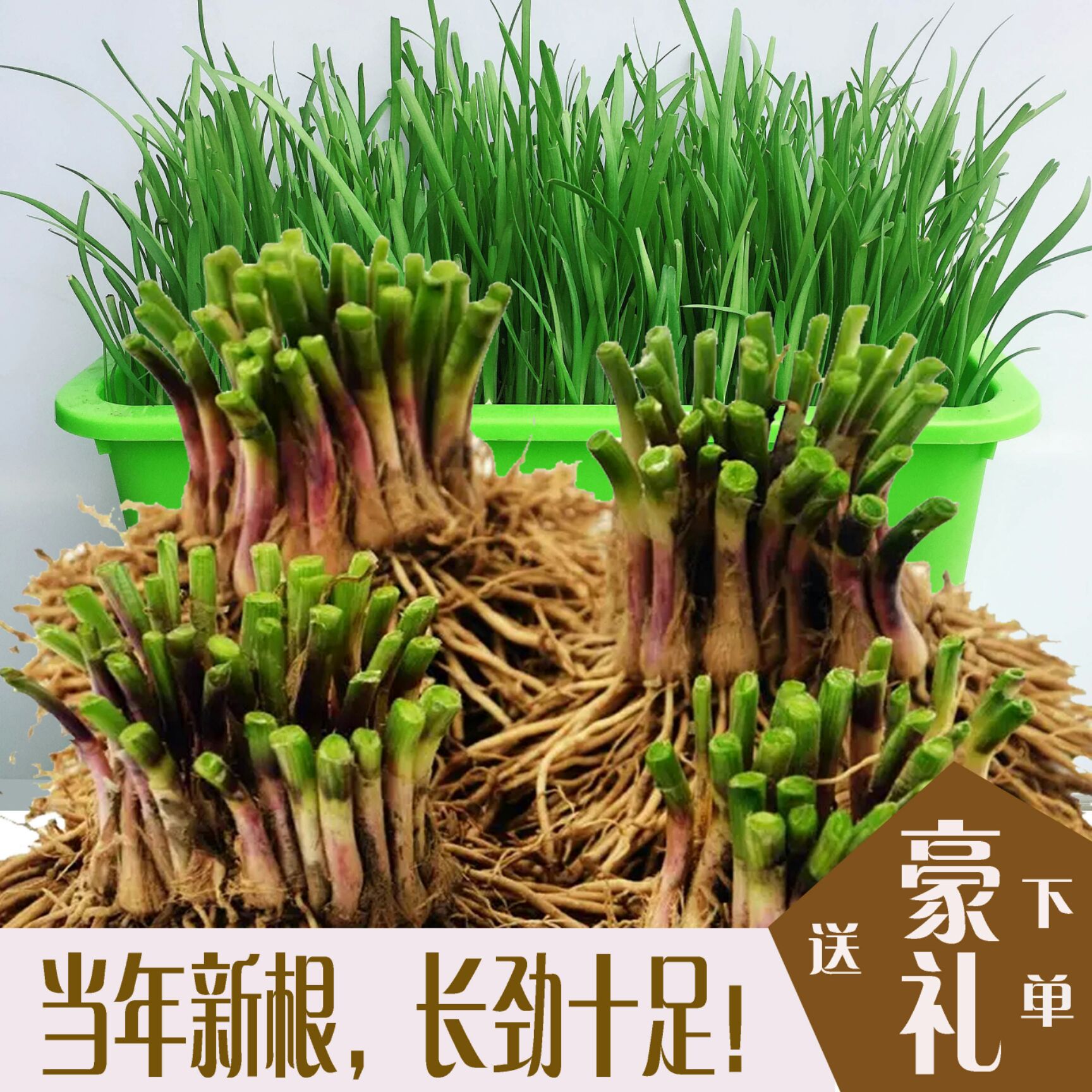 新韭菜根紫根韭菜种子韭菜苗蔬菜种子屋内盆栽植物室内阳台种菜