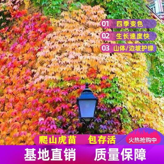 杭州爬山虎爬藤植物四季苗三叶五叶盆栽室外易活种花卉攀援树苗爬墙虎