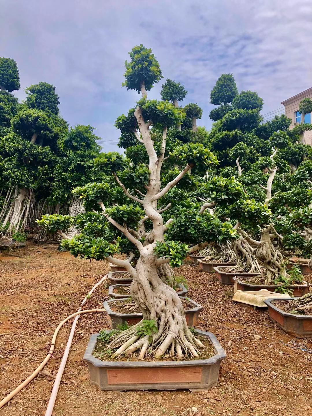 漳州造型小叶榕榕树盆景基地直销薄利多销