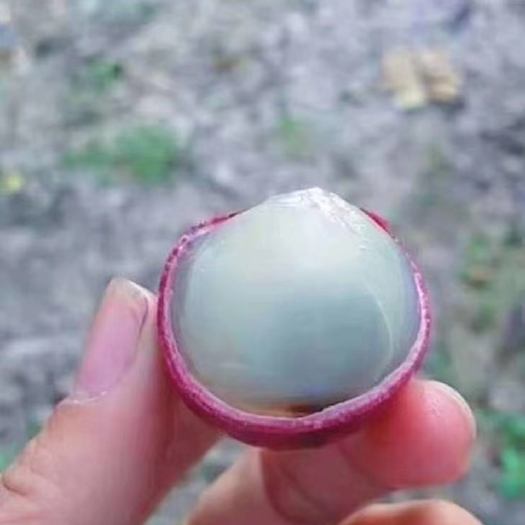 灵山县红壳龙眼苗  秦国 红皮龙眼苗，营养杯苗，次年挂果！