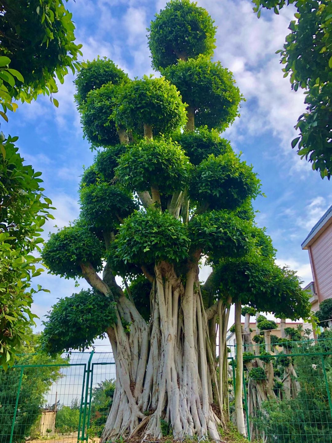 漳州5米造型小叶榕基地直销