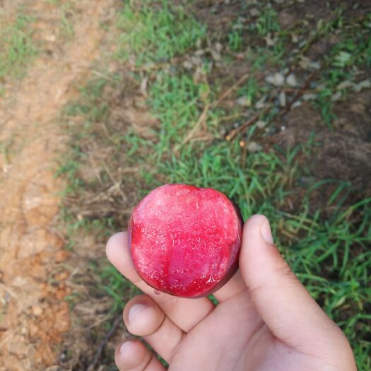 李子  红心李，红肉，口感好。