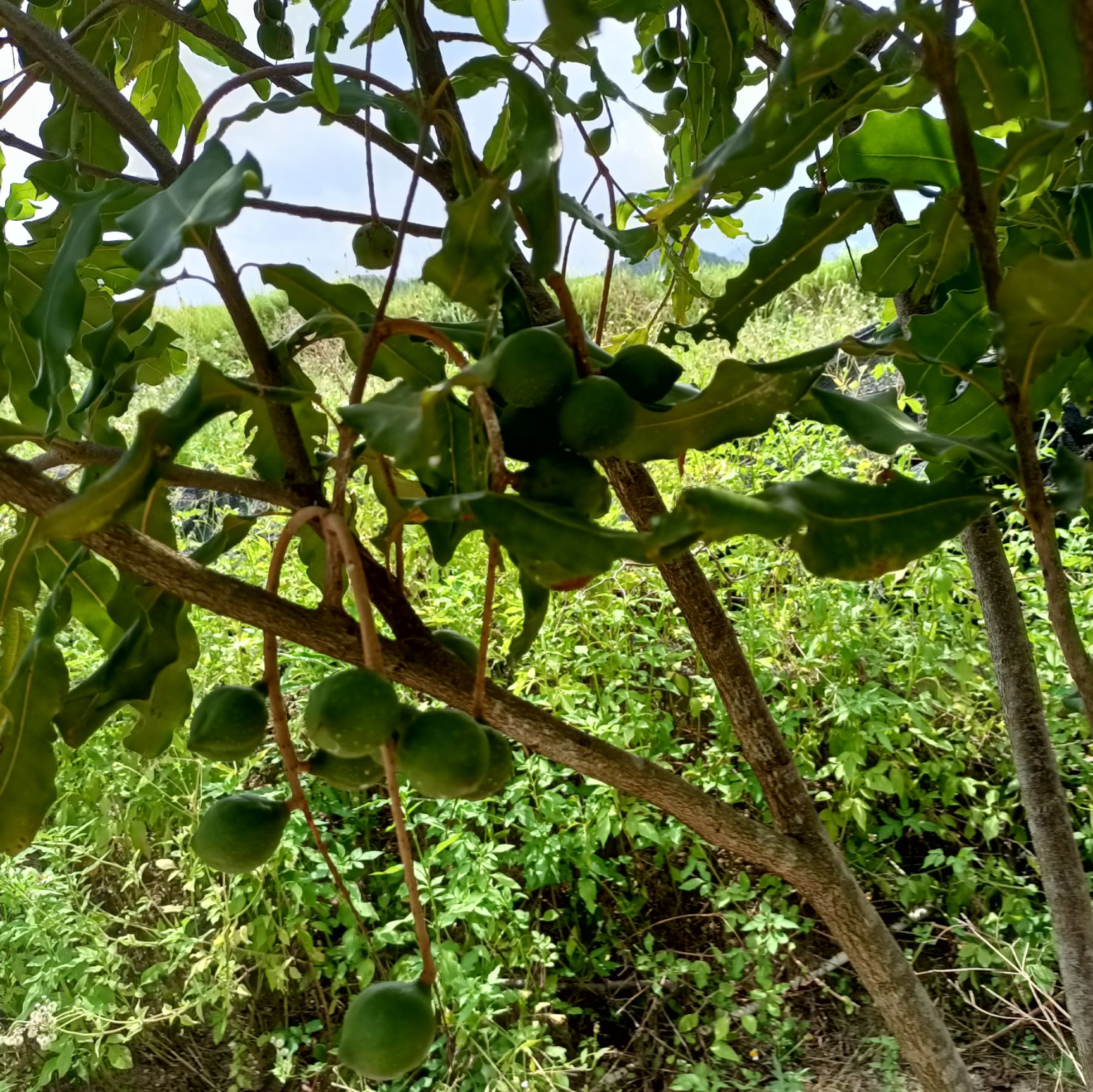 夏威夷果苗  夏威夷果，澳洲坚果桂热一号坚果嫁接苗。