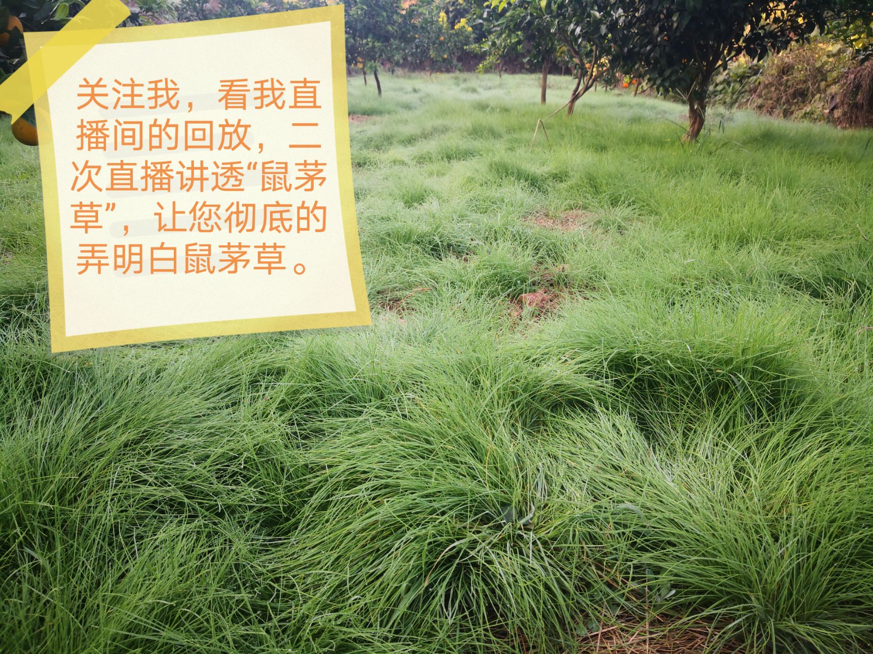 祁阳市鼠茅草种子  种子非常纤细轻小，发芽率高！