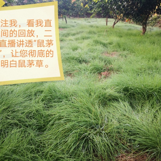 鼠茅草种子 种子非常纤细轻小，发芽率高！