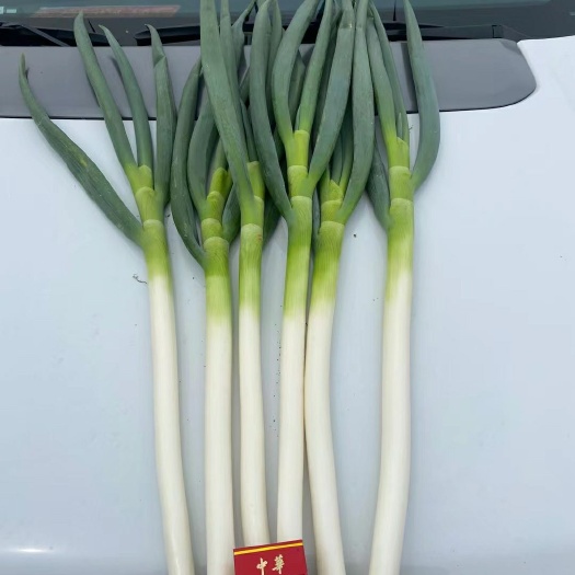 平度市铁杆大葱  平度大葱