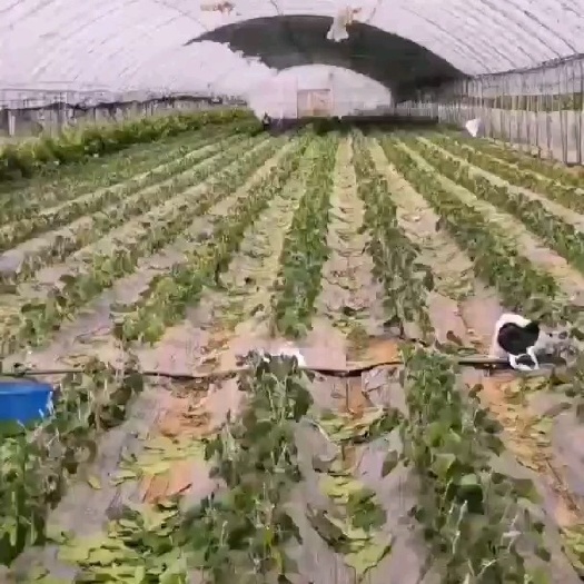 兴城市巨盛一号葡萄苗  嫁接苗
