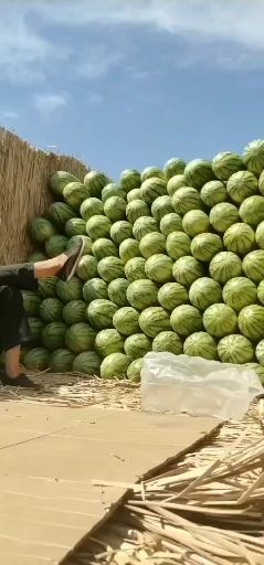沙漠西瓜  沙漠一号西瓜个大，耐运殊，皮厚，糖度高，口感好