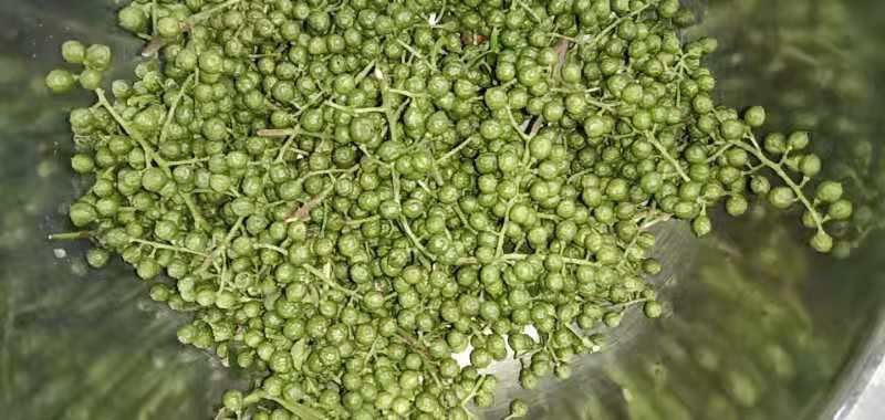 藤椒 四川省绵阳市三台县 二级 鲜花椒