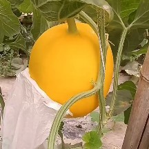 久红瑞甜瓜 无限量供应久红瑞，什么JQ都有，只要你需要，就能满足……