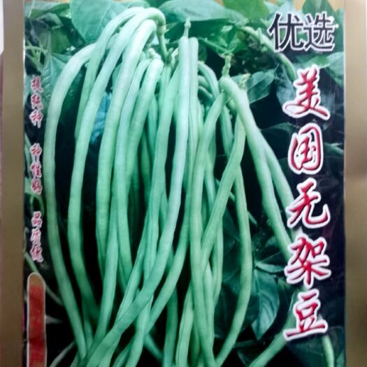 东方市油豆角种子  《优选》美国无架豆角种子，高产肉厚、质细、纤维少，耐老化