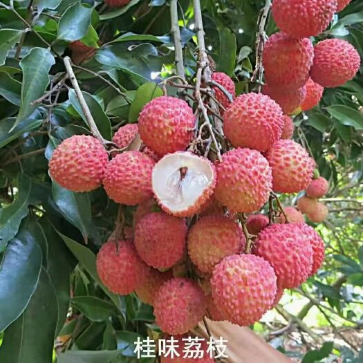 北流市广西北流市南禄桂味荔枝，可批量一件代发