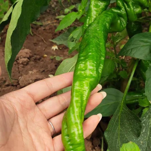 禄劝县线椒  螺丝椒。二荆条，在禄劝。8.4号更新，