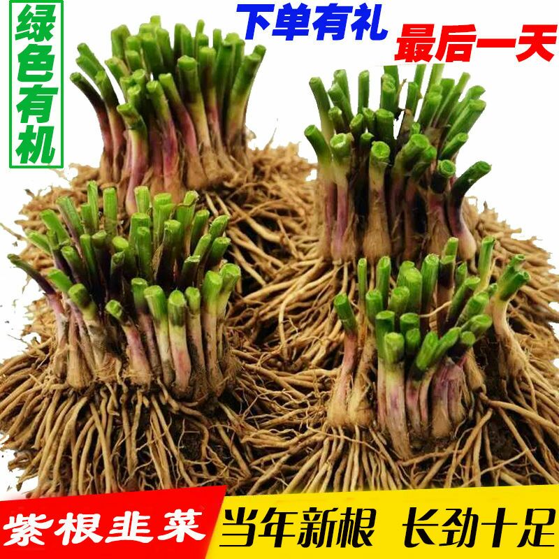 新韭菜根紫根韭菜种子韭菜苗蔬菜种子屋内盆栽植物室内阳台种菜