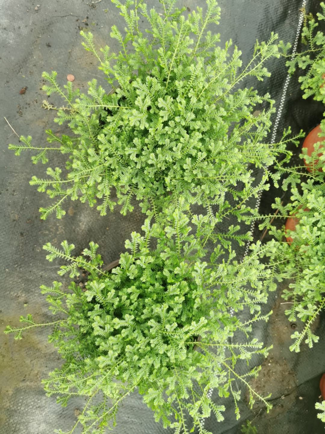 舞草 翠云草情人草室内植物四季常青