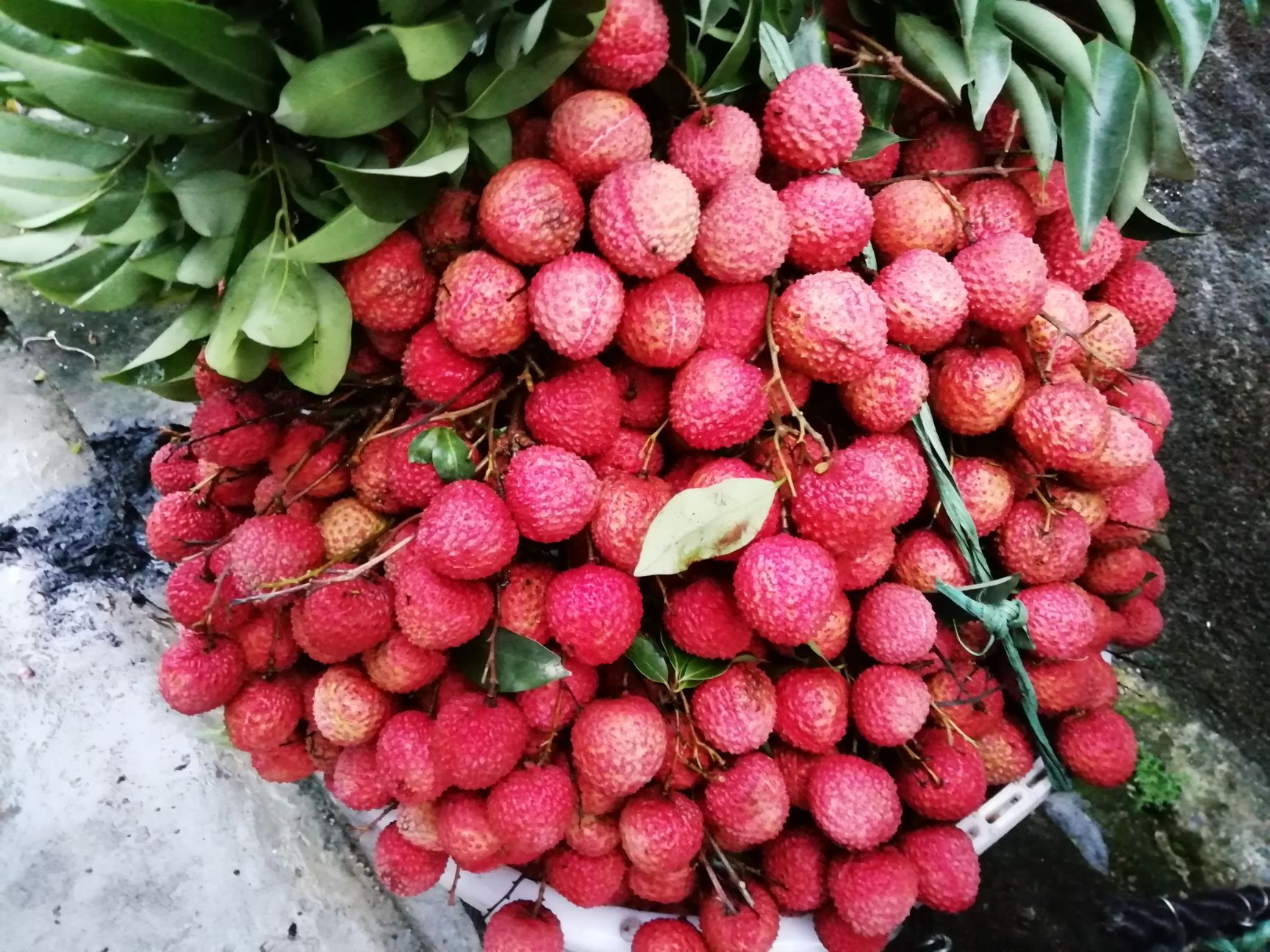 饶平桂味荔枝 桂味新鲜上市 贵味荔枝 清甜细核 果树现摘