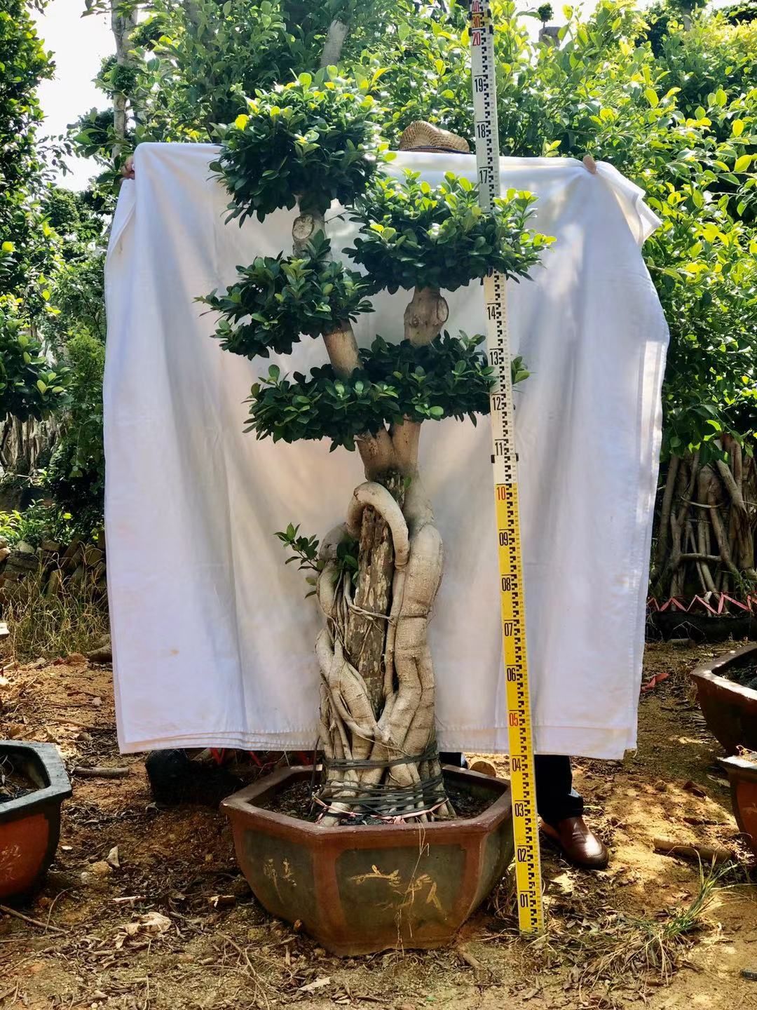 漳州文绿园艺造型小叶榕基地