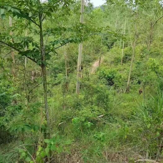 茂名灌木林地  广东茂名化州石湾方向，约120亩，已开好山路，土质非常好。