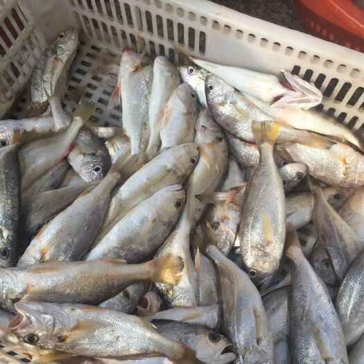 厦门巴浪鱼 加网鱼，杀好装盒