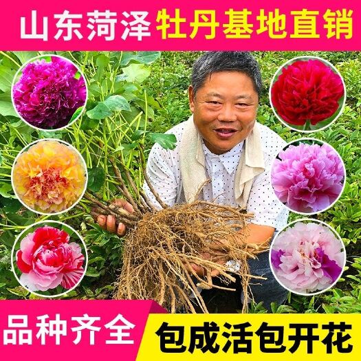 杭州正宗洛阳牡丹花苗带芽发货当年开花室内庭院植物盆栽牡丹花牡丹