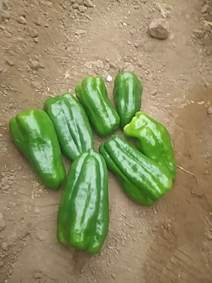 天镇县黄皮辣椒 太空尖椒