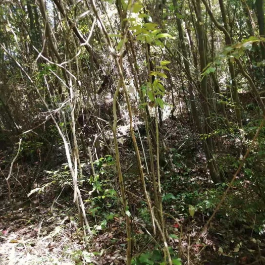龙山县山地 山林，土地出租