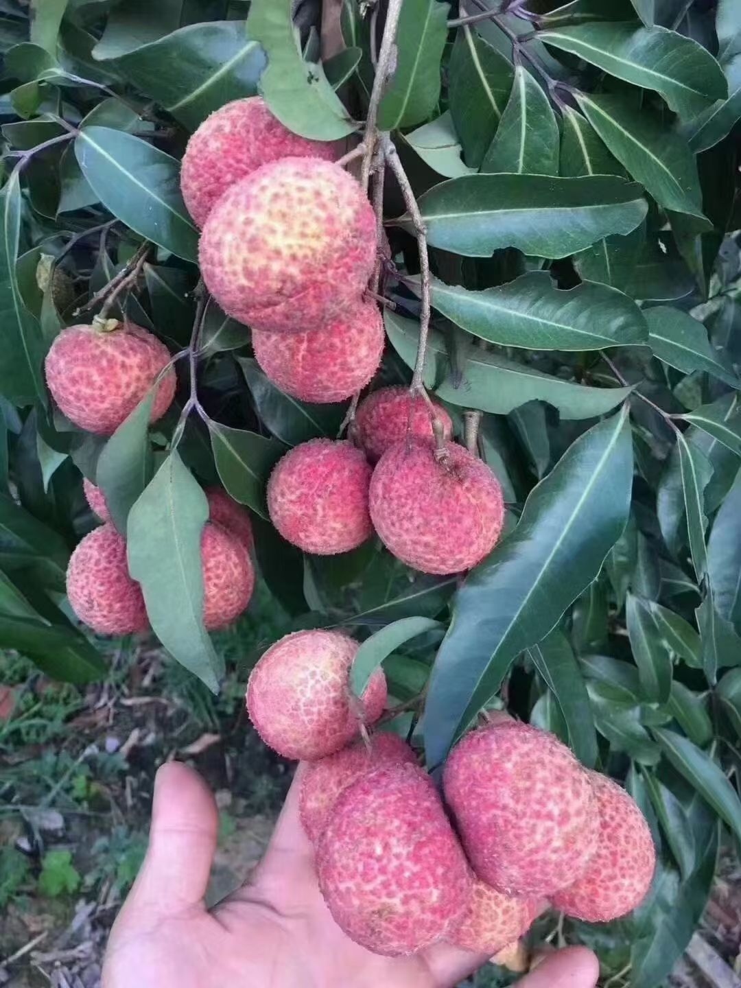 无核荔枝苗 正品嫁接苗保证正品，个头有鸡蛋大，当年结果