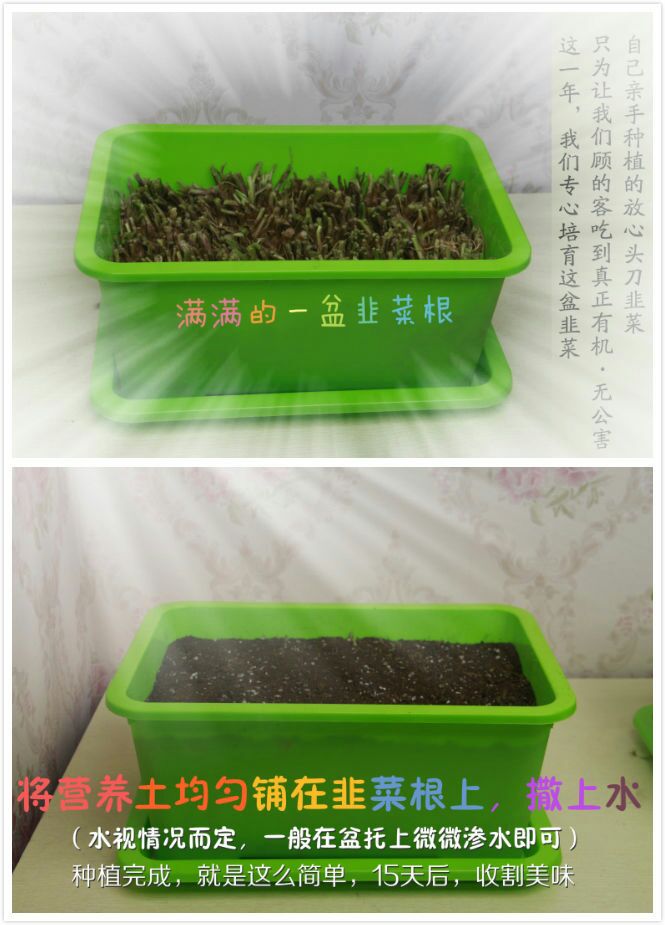 新韭菜根紫根韭菜种子韭菜苗蔬菜种子屋内盆栽植物室内阳台种菜