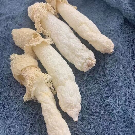兴义市红托竹荪 贵州竹荪  红拖竹荪  干竹荪 竹笙基地直供 批发零售一手货