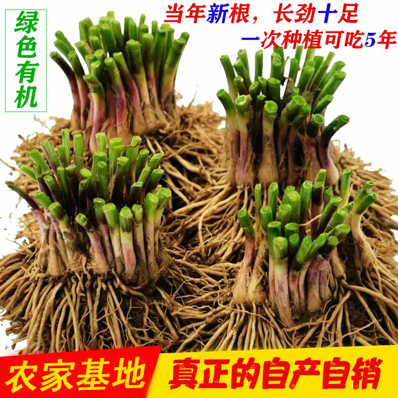 新韭菜根紫根韭菜种子韭菜苗蔬菜种子屋内盆栽植物室内阳台种菜
