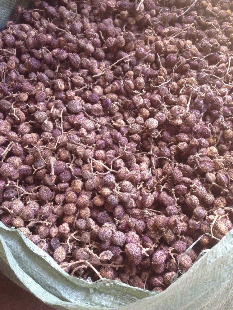 香砂仁 本人常年大量春砂仁果有货，干货，鲜货需要的捉紧