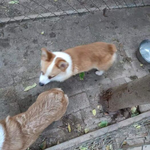 邢台柯基犬 自家柯基今日喜结良缘，柯基宝宝接受预订！