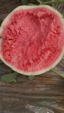 早佳8424西瓜种子，瓢色大红，多汁，口感好，品质好