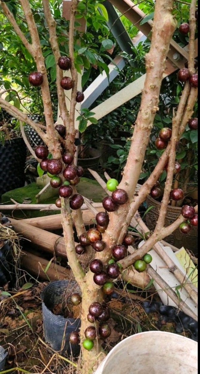   四季早生嘉宝果苗，带营养袋发货的！一年四季都可以开花结果！