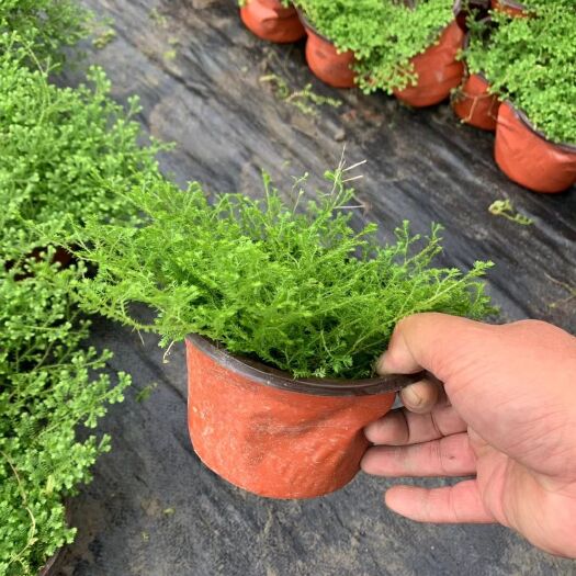 成都舞草 翠云草情人草室内植物四季常青