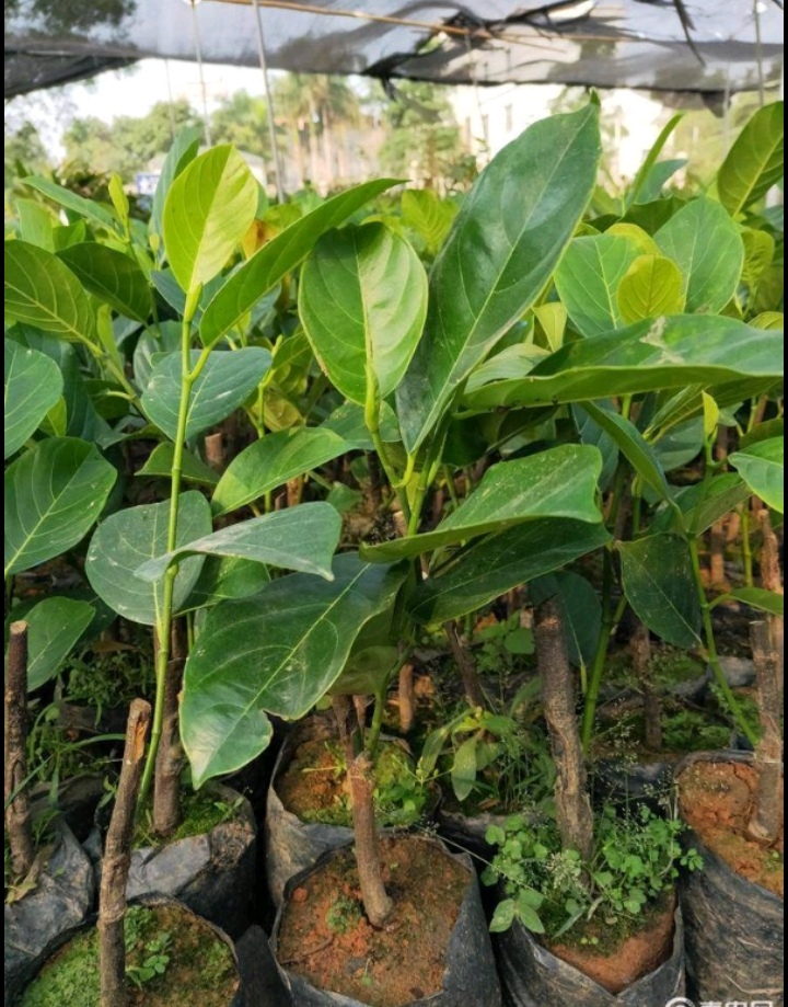 红肉菠萝蜜苗 秦国四季红肉12号8号菠萝蜜苗,营养杯苗!