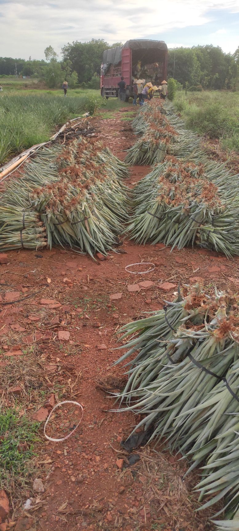 台农17号菠萝苗  海南种植品种凤梨苗大量上市