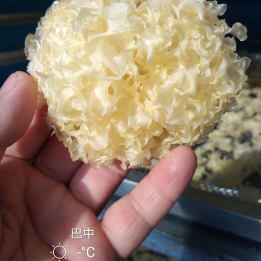 通江县 通江椴木银耳