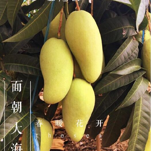 百色金煌芒 广西壮族自治区百色市乐业县