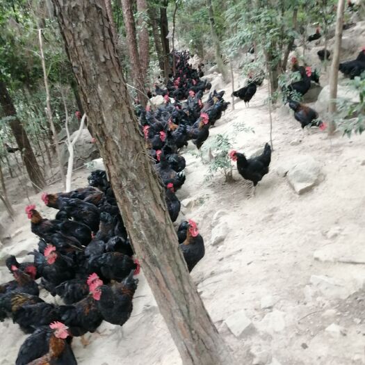 重庆市 黑羽土鸡