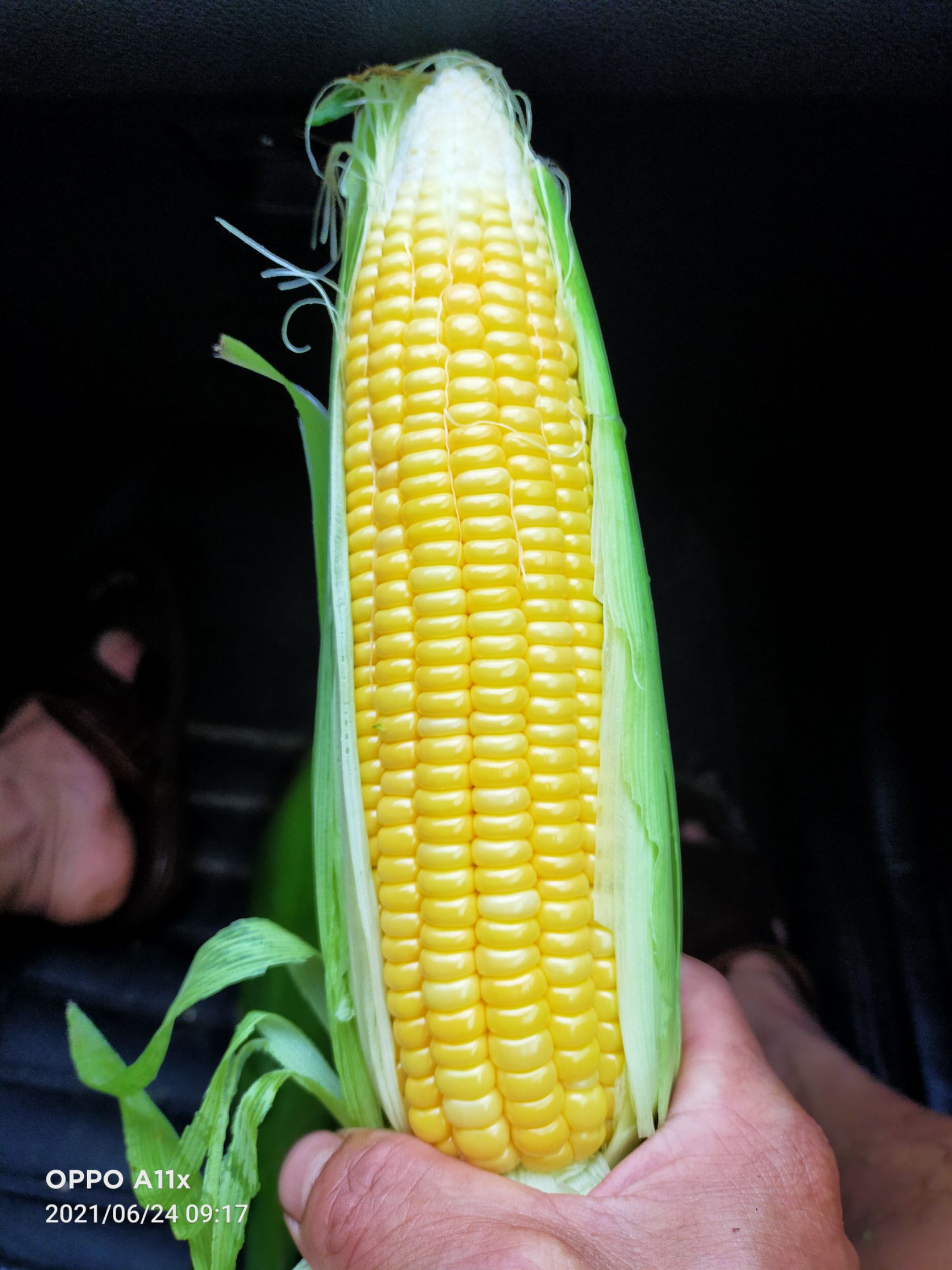 水果玉米，新鲜玉米，现采摘发货，粒粒饱满，新鲜清甜，水分足