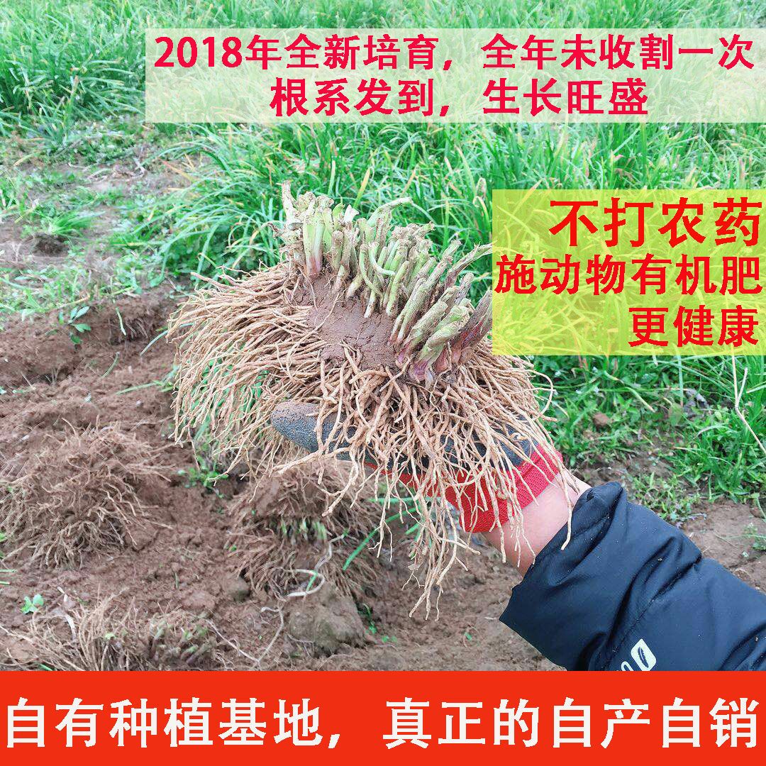 新韭菜根紫根韭菜种子韭菜苗蔬菜种子屋内盆栽植物室内阳台种菜