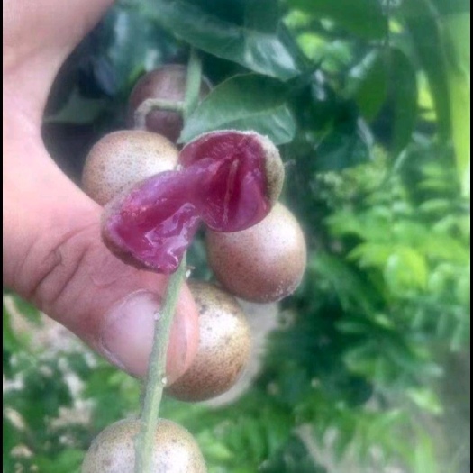 灵山县黄皮果苗 紫肉黄皮苗嫁接正品裸根或带土球出售！