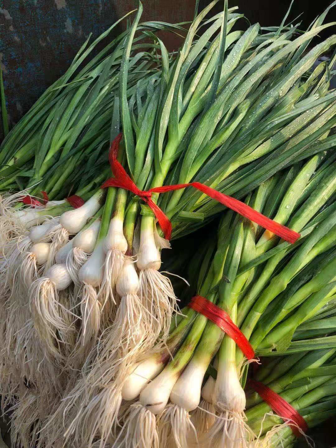 红根蒜苗45/50m产地直发货源充足