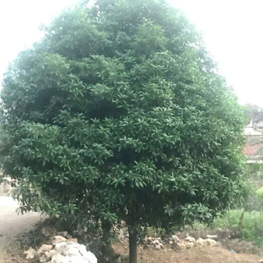 柳州黄金桂花树 