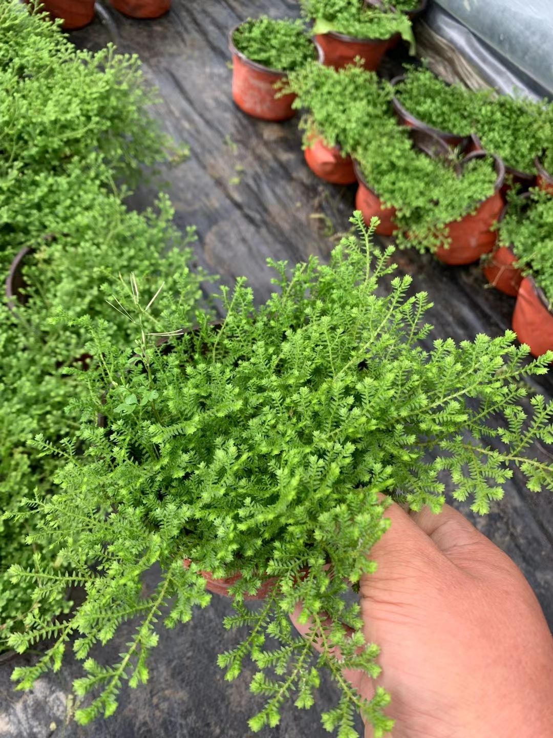 舞草 翠云草情人草室内植物四季常青